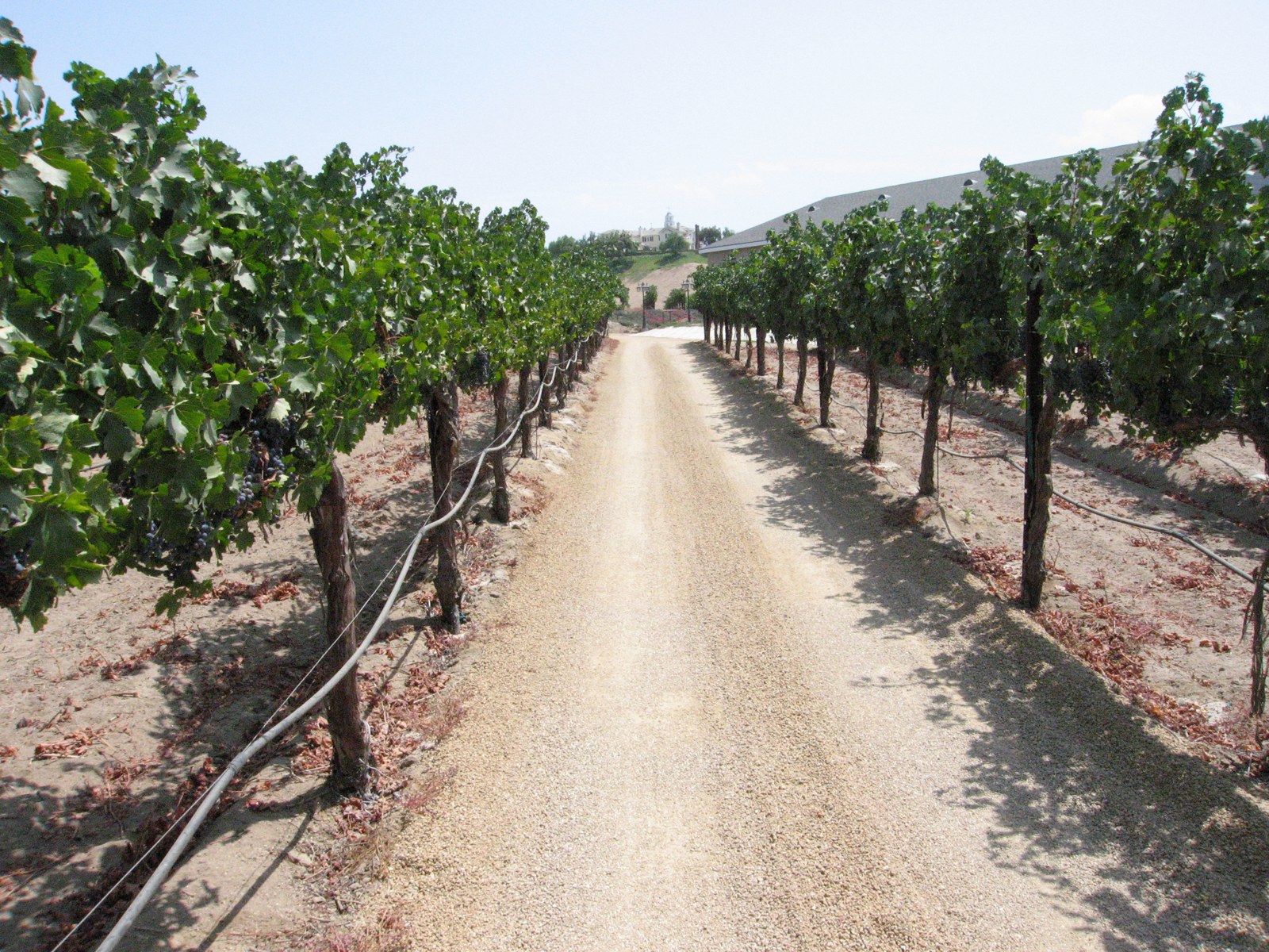 Temecula Valley vineyard, photographed August 2007